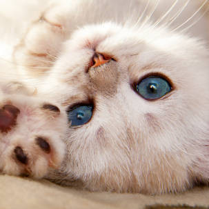 playful