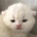 misery