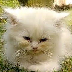 sulk