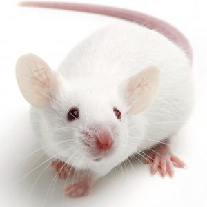Despereaux
