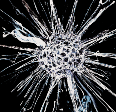 radiolarian