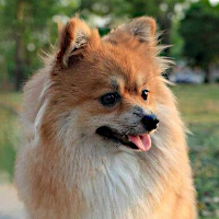 Daimyo - pom