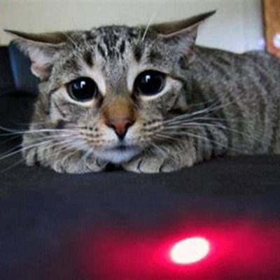 why-is-my-cat-obsessed-with-laser-pointer-667454529