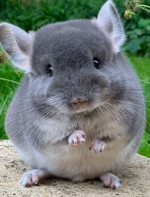 chinchilla