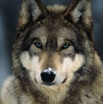 grey wolf