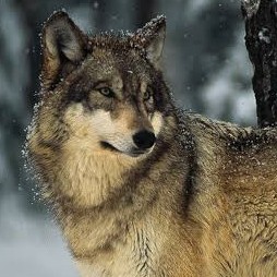 grey wolf