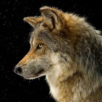 grey wolf