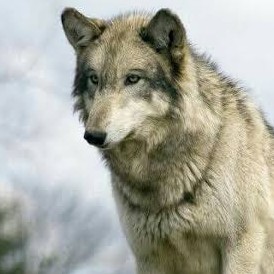grey wolf