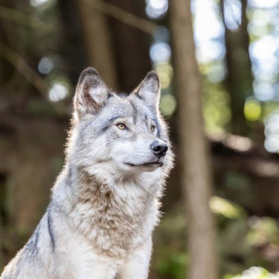 grey wolf