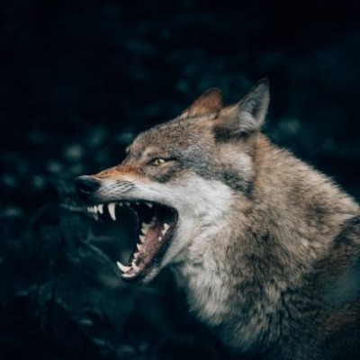 grey wolf