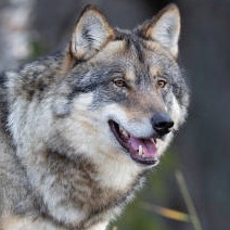 grey wolf