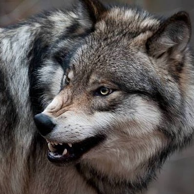 grey wolf
