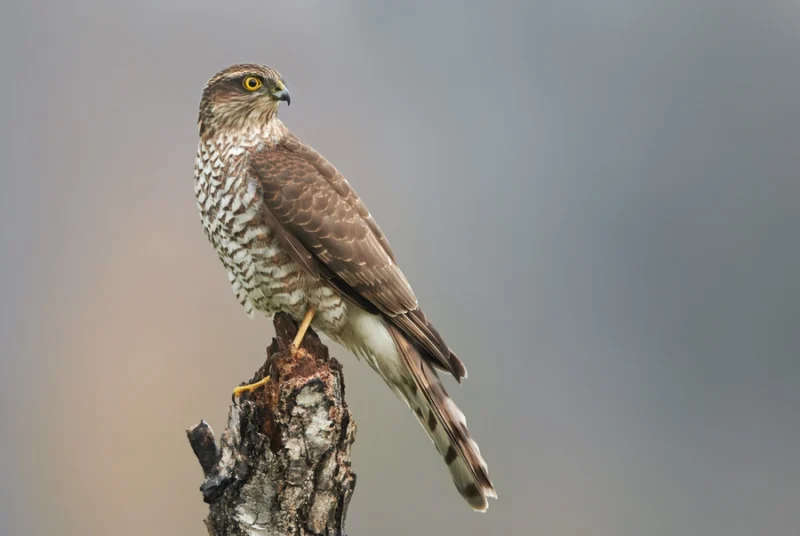 sparrowhawk-scaled