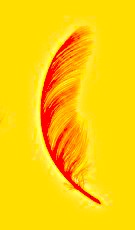 curved red feather gold