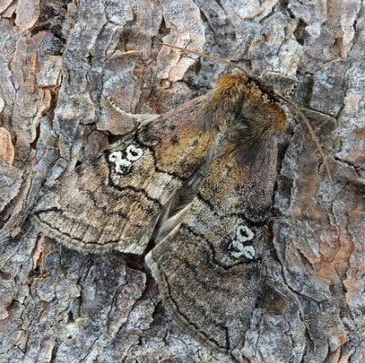 moth bark