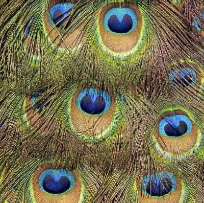 peacock feathers