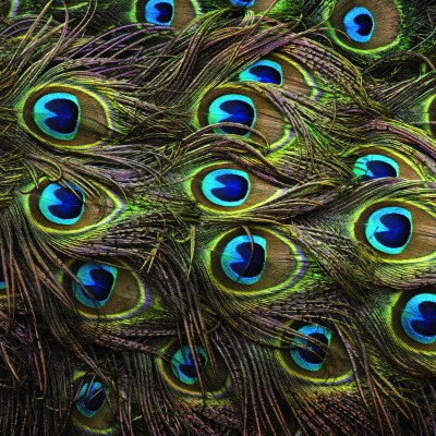 peacock feather eyes