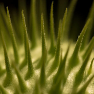 creepy green spines