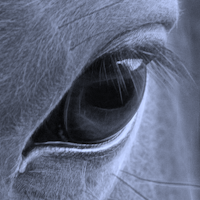 blue gray eye