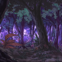 woods at night