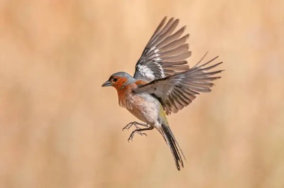 Bird Flying