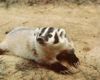 Badger