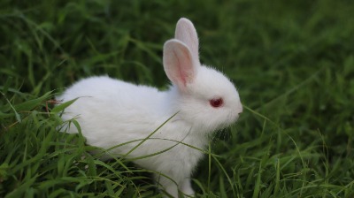 bunny1