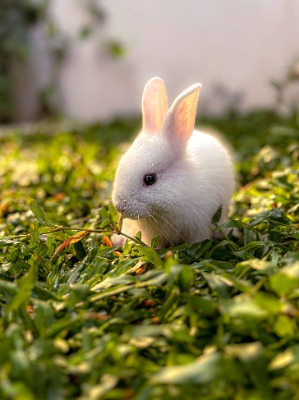 bunny6