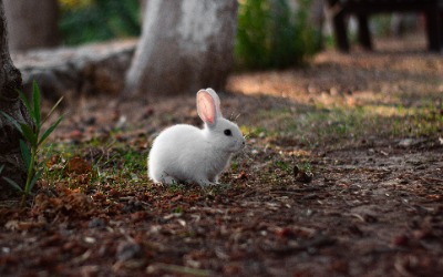 bunny4