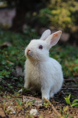 bunny3
