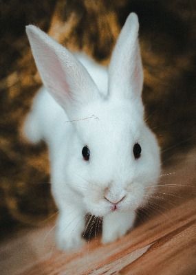 bunny2