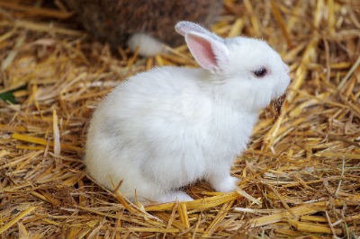 bunny5