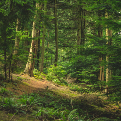 Trees