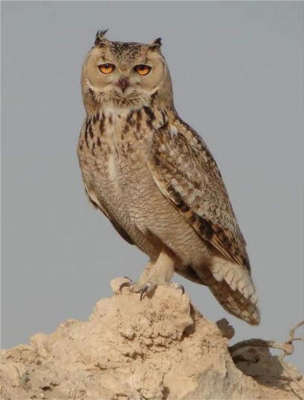 moreowl