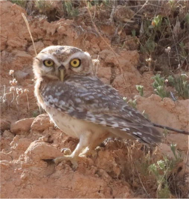 owlstare