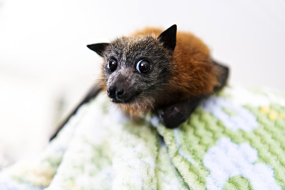grey-headed-flying-fox-pups_-18_1909393-1800x1200-4163123820