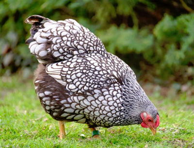 adult-wynadotte-hen-seen-looking-food-garden-part-small-flock-chickens-bantams-hen-has-been-tagged-105066601-3982654856