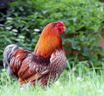 hen-chicken-3290446891