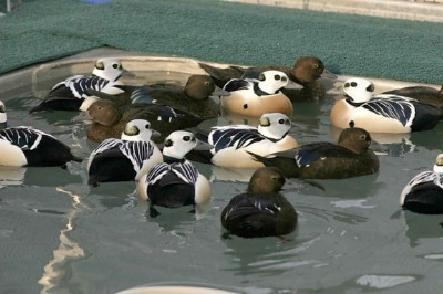 steller-eider-males-and-females-in-pool-550x367-1574336577