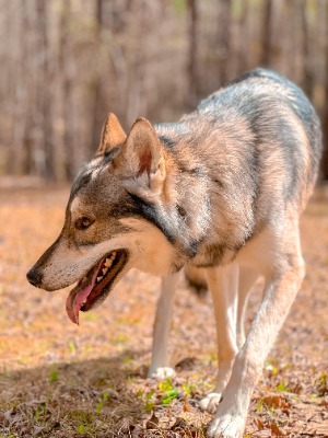 anyone-else-completely-obsessed-with-their-wolfdog-or-is-v0-ualkp6qs00pc1-276704213