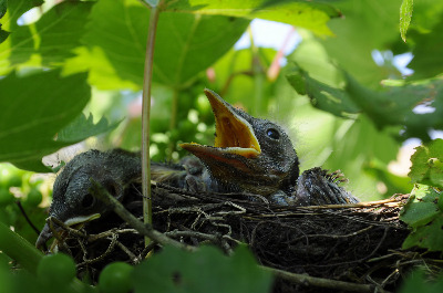 bird_cub_nest_wildlife-1230458-4116606853