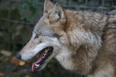 mongolian-wolf-predation-predators-predators-teeth-preview