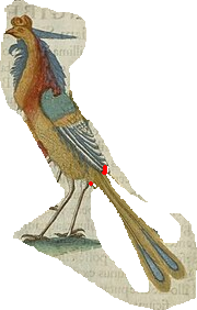 huang